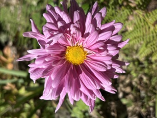 Garden 4
